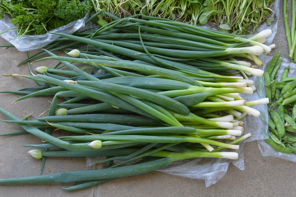 菜園・タマネギと下仁田ネギの間引き