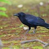 K川沿道脇・栗畑で採餌するハシボソガラス