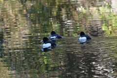 都内公園・キンクロハジロ