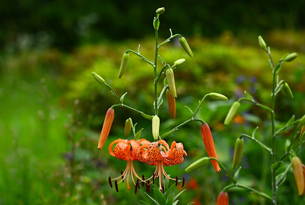 近所の花壇・オニユリ2つ目の開花
