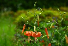 近所の花壇・オニユリ2つ目の開花
