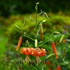近所の花壇・オニユリ2つ目の開花