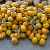菜園・5月、豪農のお友達に頂いたビワ
