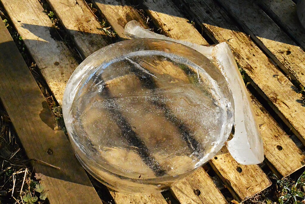 菜園・朝9時で1㎝の氷