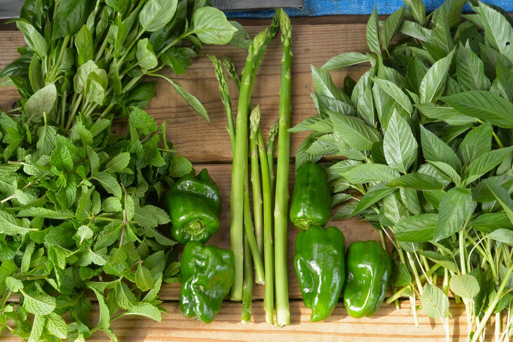 菜園・6月26日、大きいアスパラが穫れた