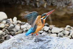 Ｋ川中流域・カワセミ♀飛び出し前