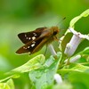 K川沿道・オオチャバネセセリ