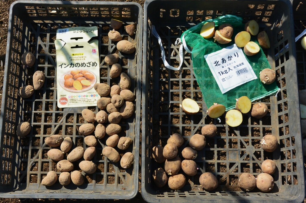 菜園・ジャガイモの種芋 