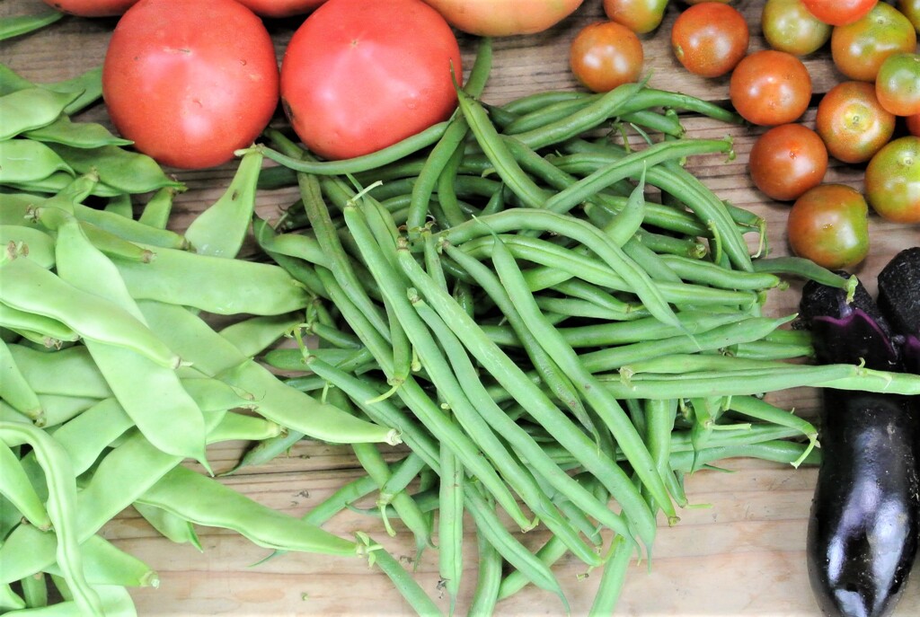 まだまだ採れるサヤインゲン