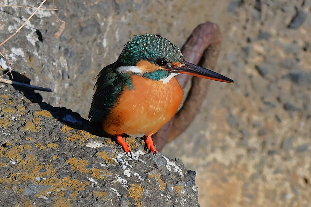 K川下流域・カワセミ♀