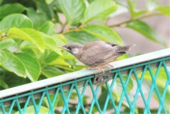 ムクドリひな.