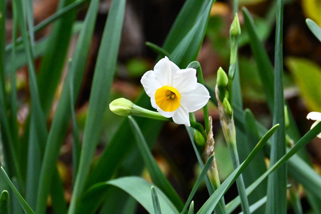 早くもスイセンの花が・・