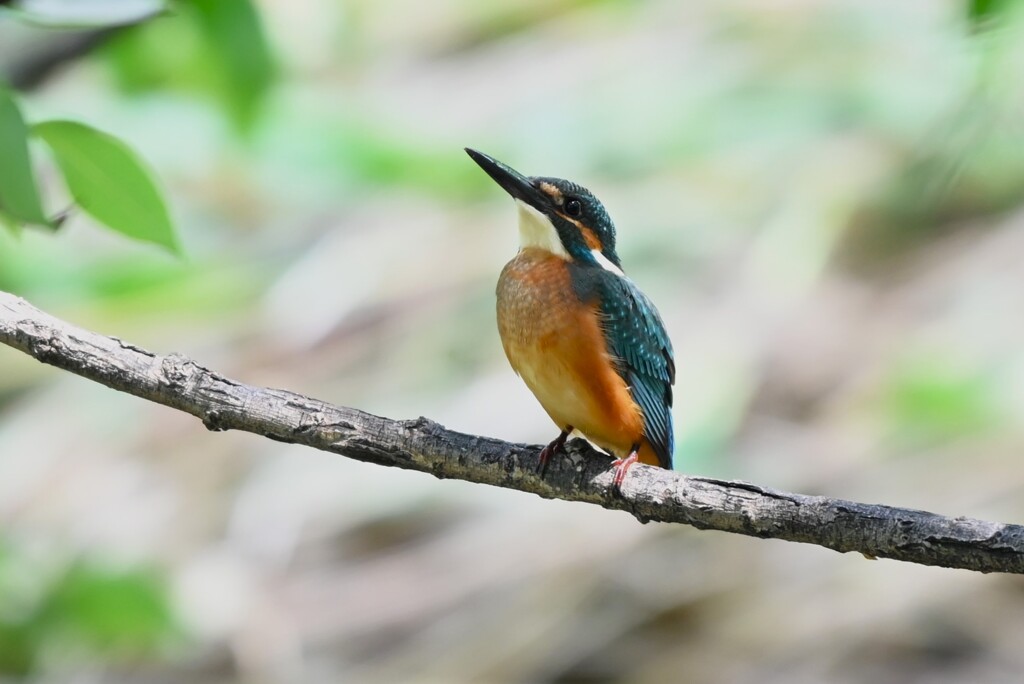 K川中流域・カワセミ♂若（2個体居たが・・） 
