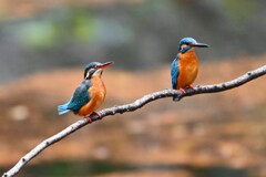 都内公園・ カワセミ早くも恐る恐るでカップルか！
