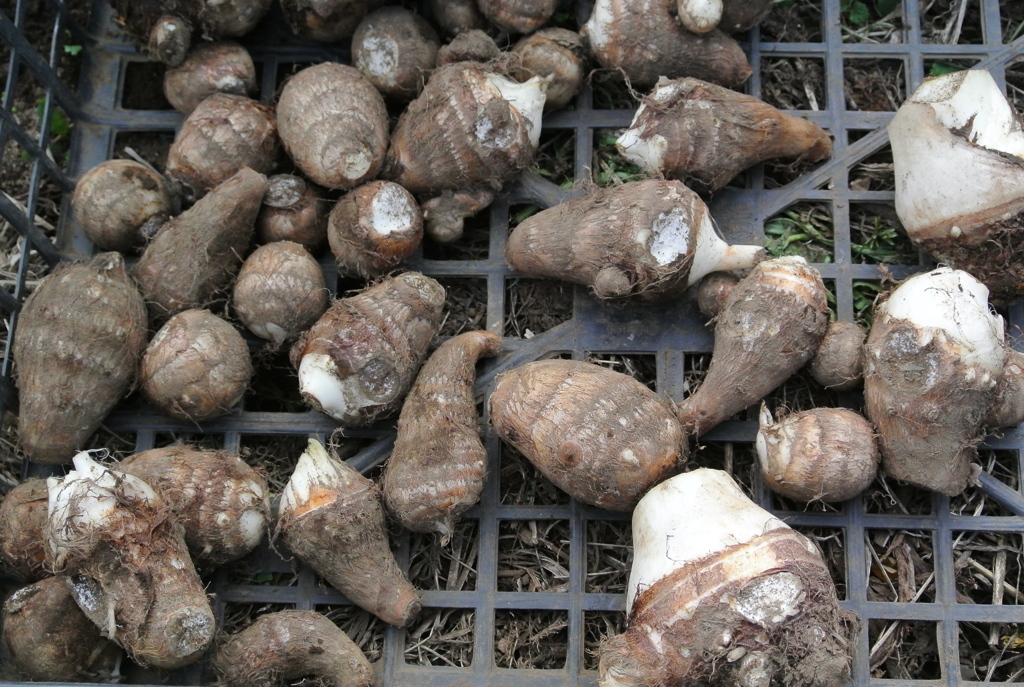 サトイモ初収穫