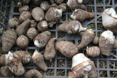 サトイモ初収穫