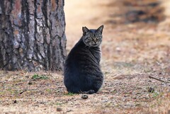 KR園・にゃんこ
