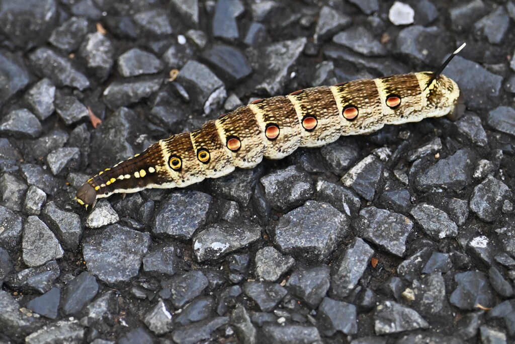 スズメガの幼虫