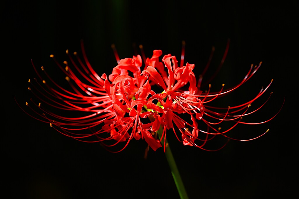 K川中流域・曼珠沙華