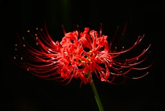 K川中流域・曼珠沙華