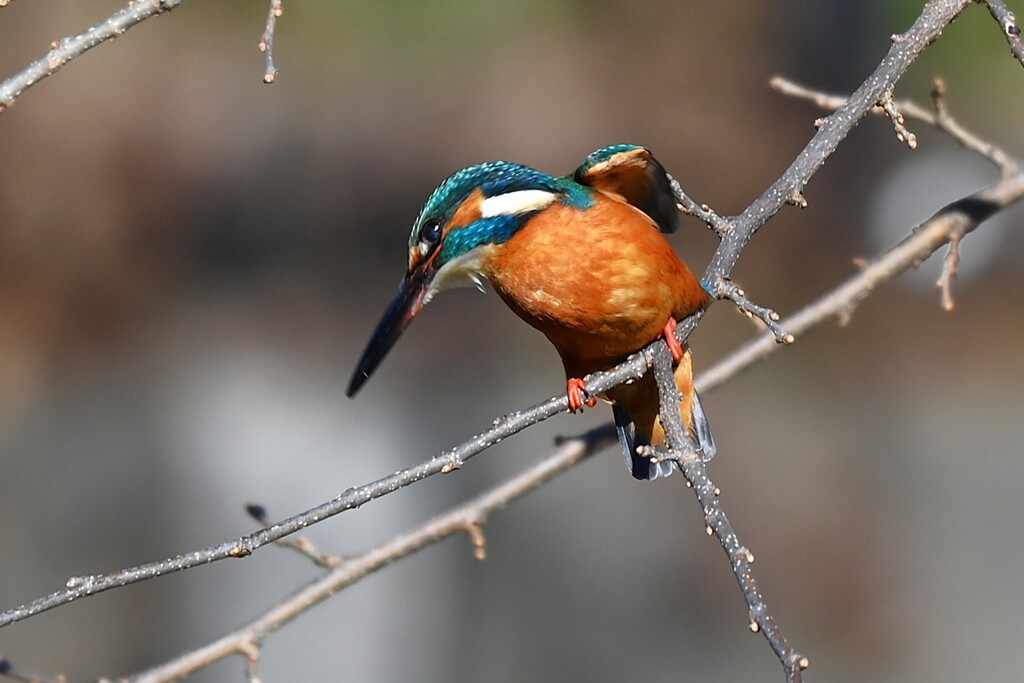 K川中流域・カワセミ♂ 