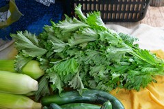 菜園・青じそ（オオバ）