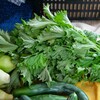 菜園・青じそ（オオバ）