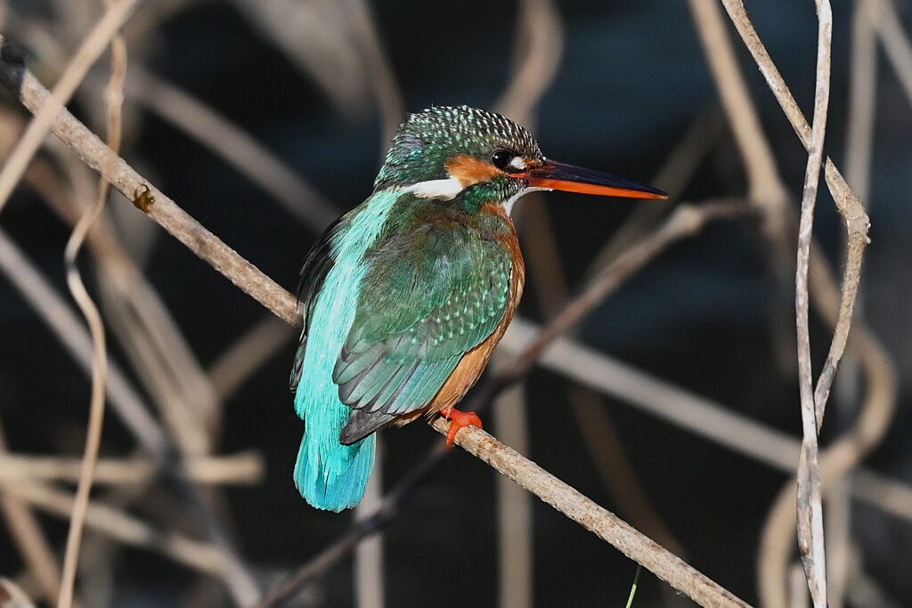 K川中流域・カワセミ♀ 