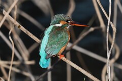 K川中流域・カワセミ♀ 
