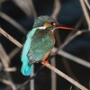 K川中流域・カワセミ♀ 