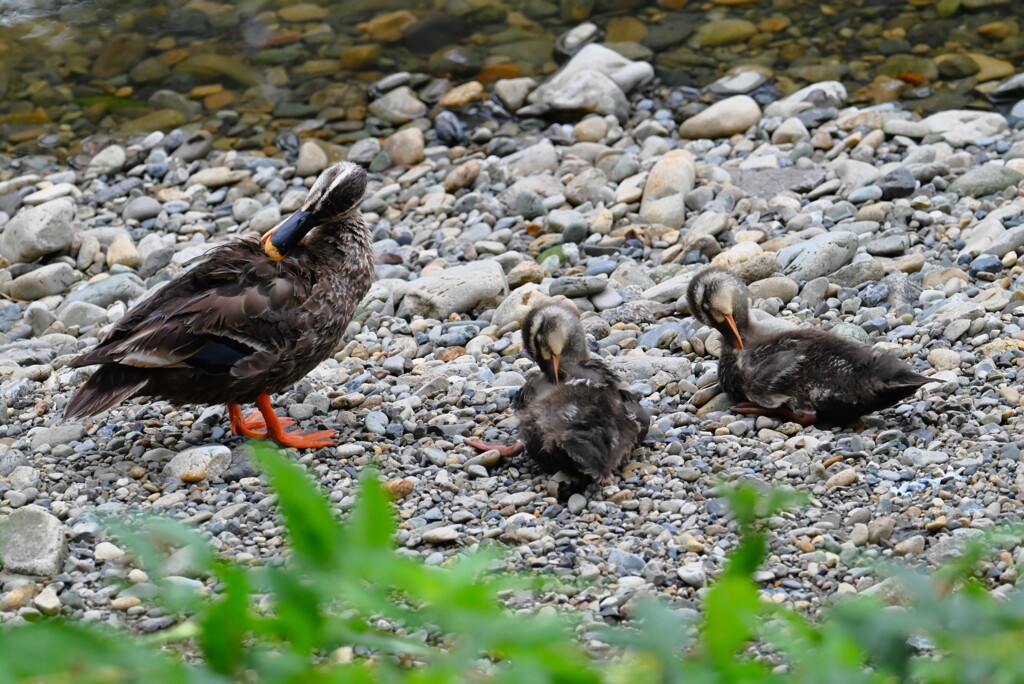 K川・2羽のひなカルガモ家族