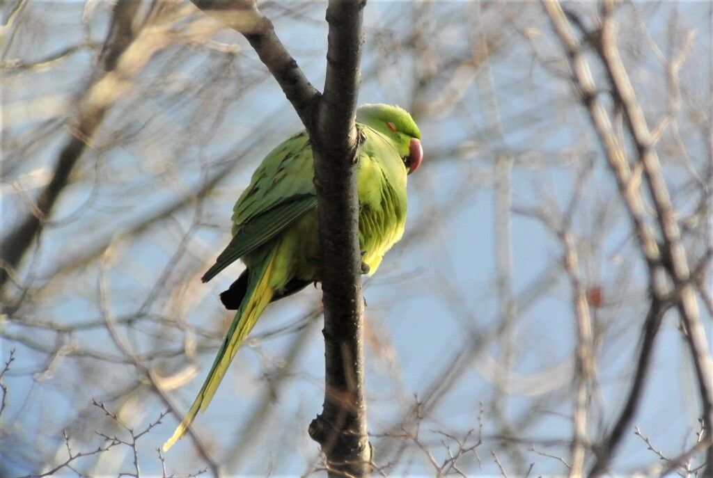 巣穴の見守りをするワカケホンセイインコ