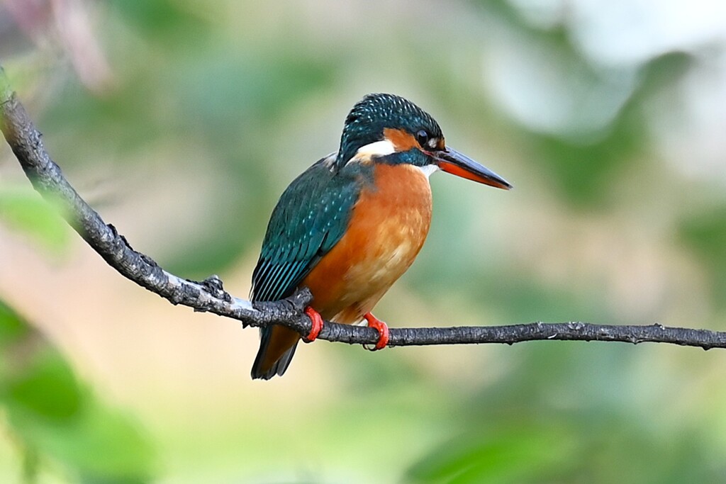 Ｋ川中流域・カワセミ♀若バトルか恋の芽生えか・・ 