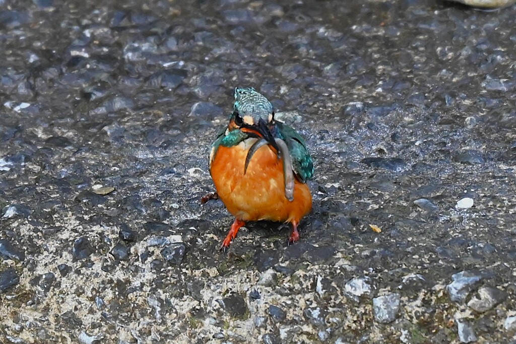 K川下流域・ドジョウを食べるカワセミ♂若鳥