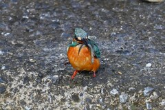 K川下流域・ドジョウを食べるカワセミ♂若鳥