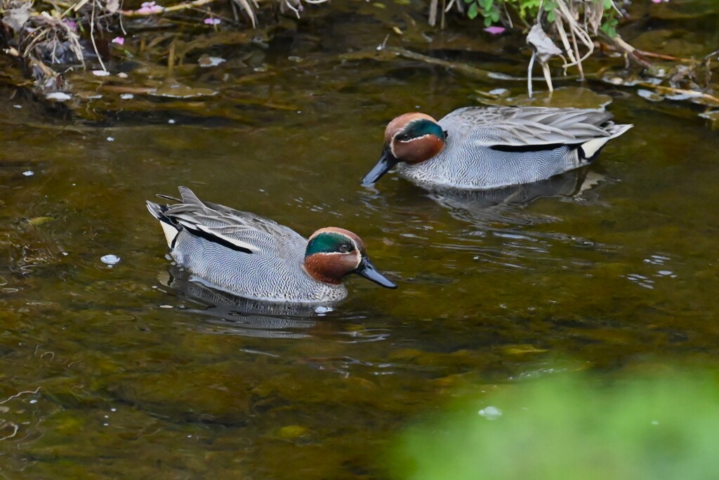 K川・冬鳥マガモ♂羽