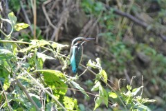 カワセミ♀若