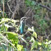 カワセミ♀若