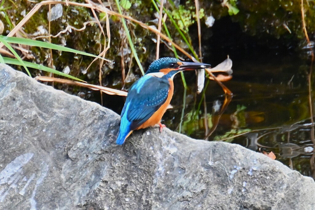 Ｋ川中流域・魚を捕ったカワセミ♂若