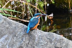 Ｋ川中流域・魚を捕ったカワセミ♂若
