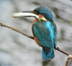 10時22分(3匹目の大物魚を♀の前に持ってきたカワセミ♂)