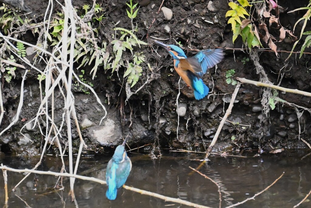 Ｋ川・中流域のカワセミ♂♀（仲良く巣穴掘り） 