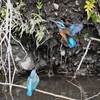 Ｋ川・中流域のカワセミ♂♀（仲良く巣穴掘り） 