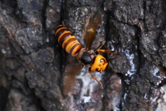 用水路・コガタスズメバチ