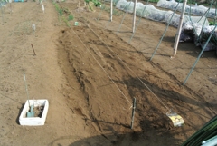 菜園・ジャガイモ植え付け作業