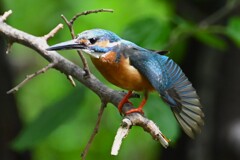 K川・上流域のカワセミ♂ 