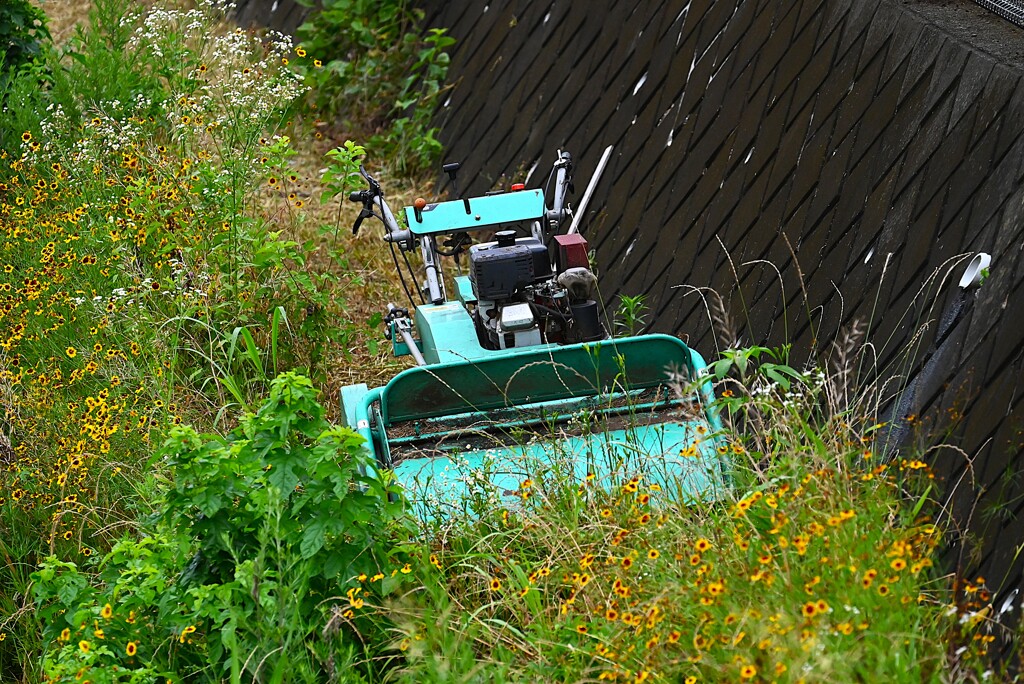 K川下流域・草刈り作業