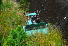 K川下流域・草刈り作業