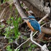 3月14日 (K川・上流のカワセミ♂お気に入りの止まり木で)
