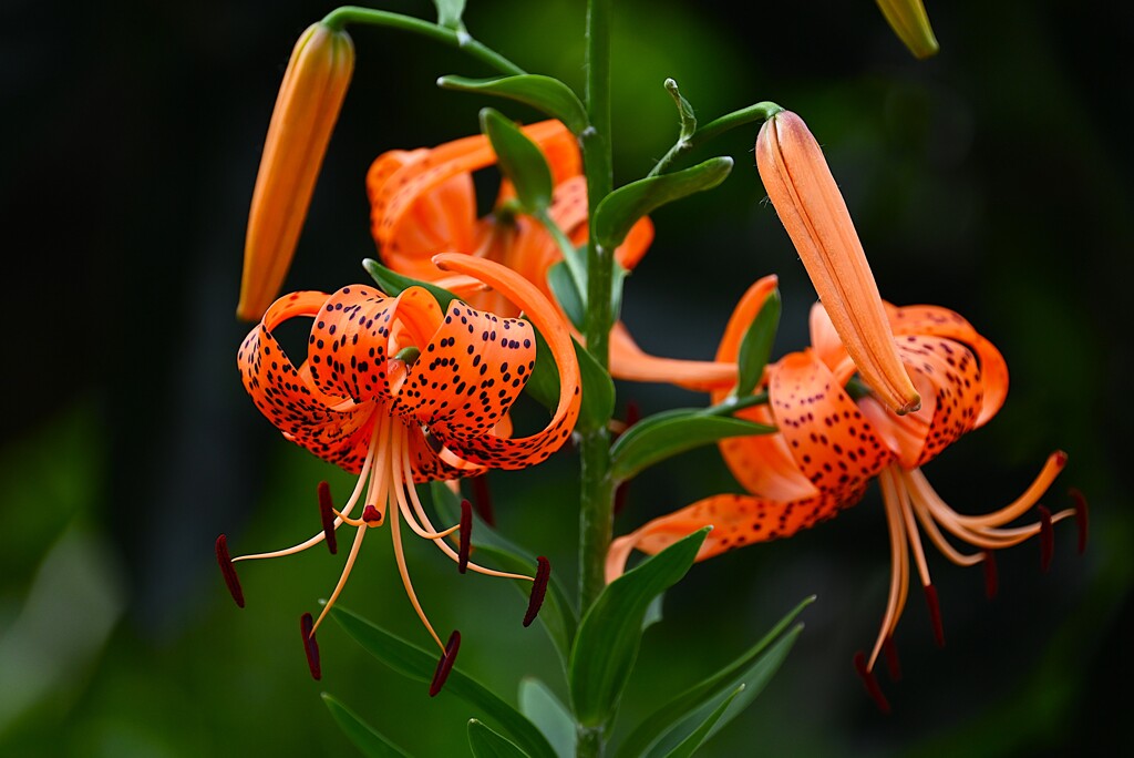 連絡道・オニユリの花